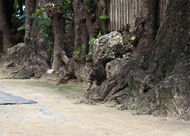 沖縄並木猫さん4213.jpg