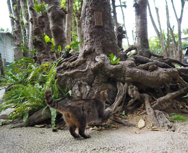 沖縄並木猫さん4215.jpg