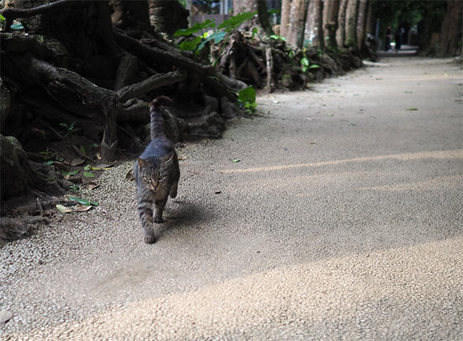 沖縄並木猫さん4216.jpg