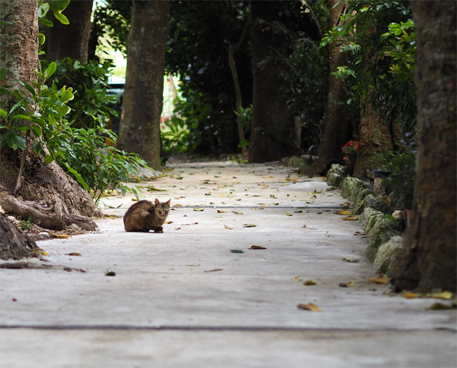 並木の猫さん4220.jpg