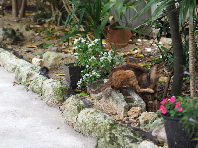 並木の猫さん4221.jpg