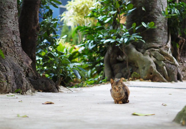 並木の猫さん4222.jpg