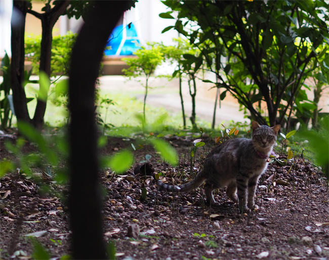 並木の猫さん4223.jpg