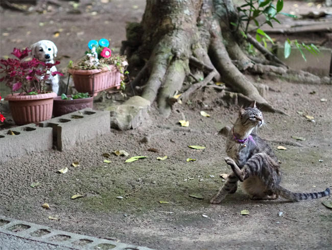 並木の猫さん4224.jpg