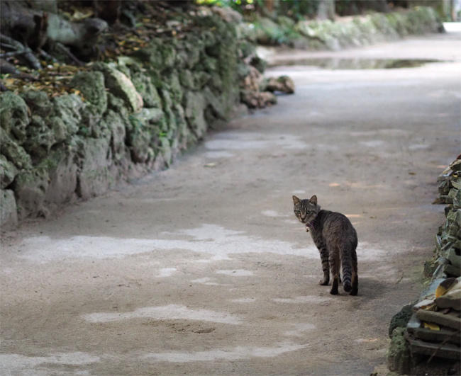 並木の猫さん4226.jpg