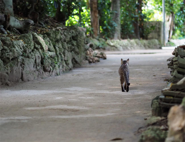 並木の猫さん4227.jpg