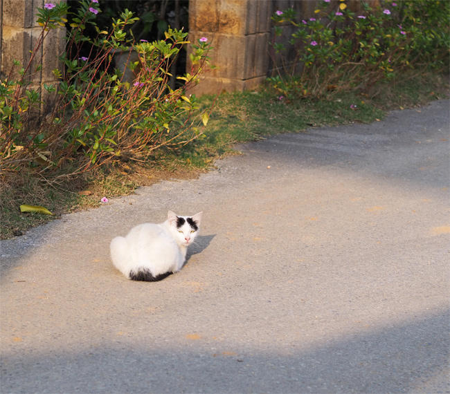 道路の猫さん4230.jpg