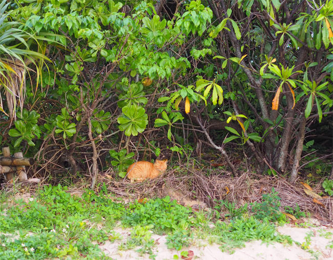海岸公園猫さん4234.jpg