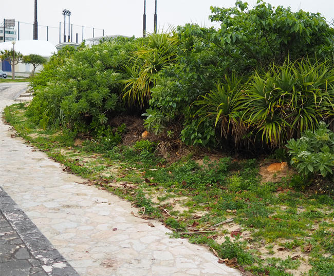 海岸公園猫さん4238.jpg