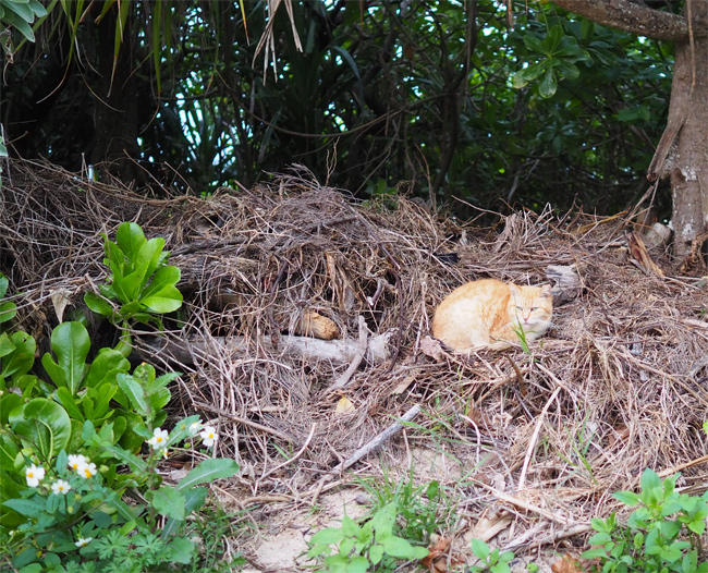 海岸猫さん4239.jpg