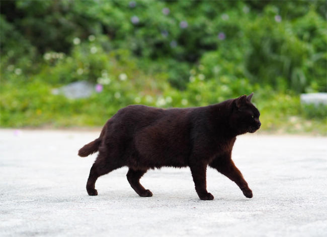 海岸猫さん4243.jpg
