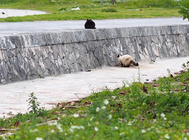 海岸猫さん4244.jpg