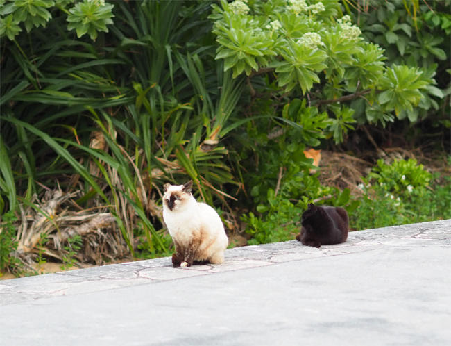 海岸猫さん4246.jpg