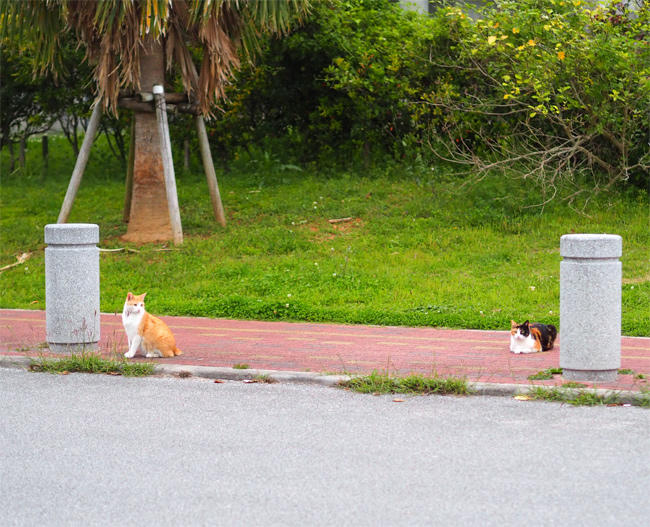 海岸猫さん4249.jpg