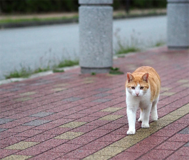 海岸猫さん4250.jpg