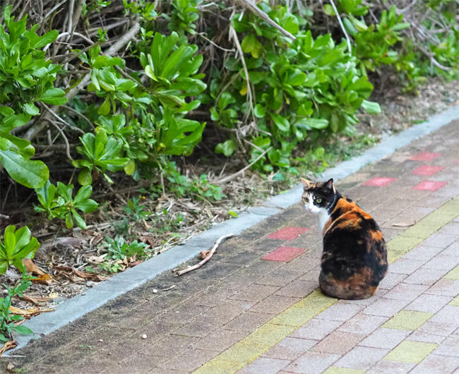 海岸猫さん4251.jpg