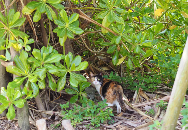 沖縄猫さん4255.jpg
