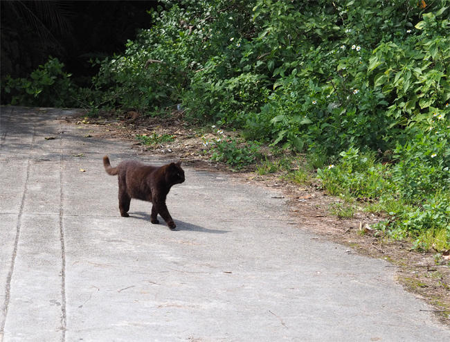 沖縄猫さん4259.jpg