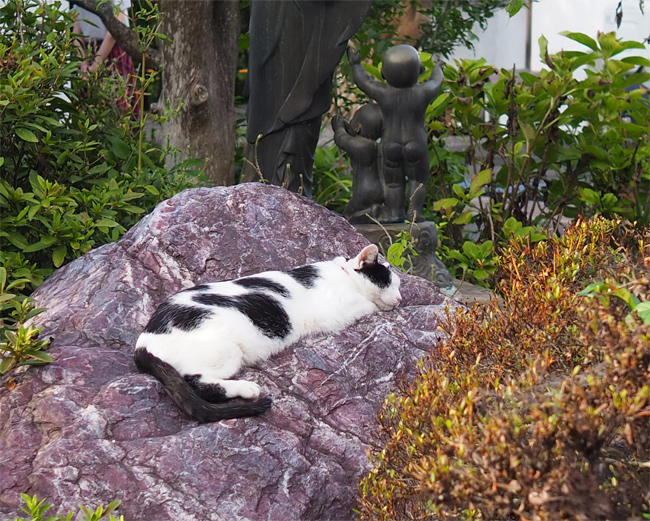 御誕生寺猫さん4302.jpg