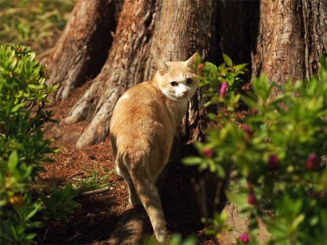 公園猫さん433.jpg
