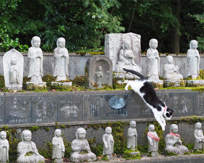 猫寺の猫さん4330.jpg