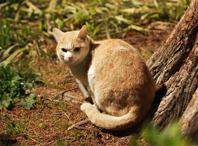 公園猫さん434.jpg