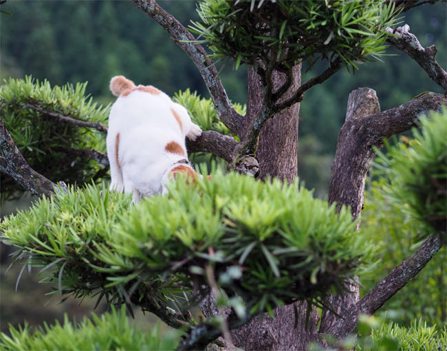 御誕生時木登り猫さん4345.jpg