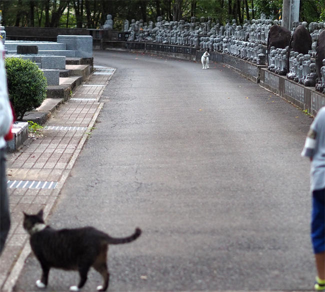 御誕生寺猫さん4349.jpg