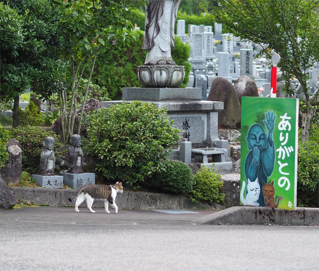 御誕生寺猫さん4354.jpg
