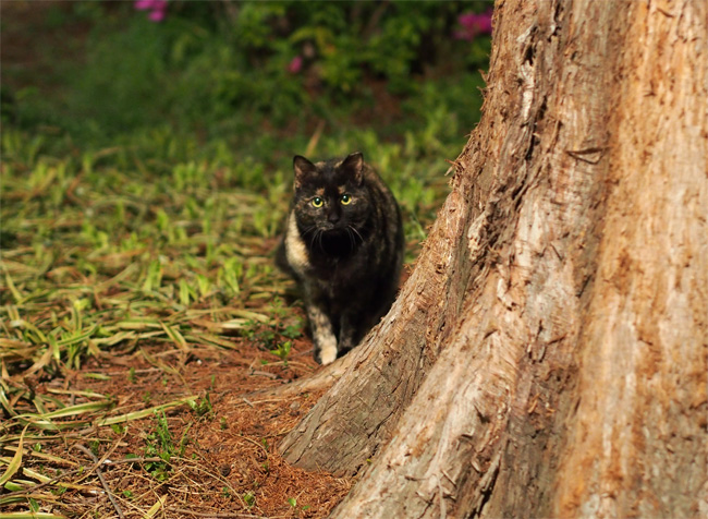 公園猫さん436.jpg