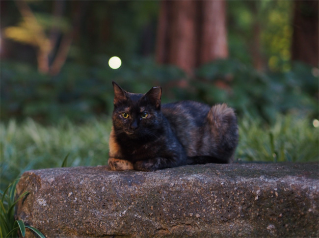 公園猫さん437.jpg