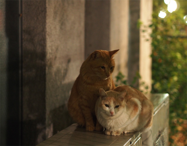 公園猫さん438.jpg