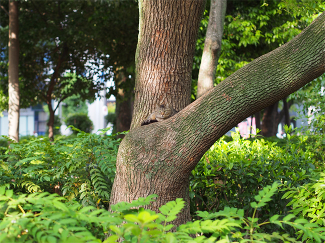 公園猫さん439.jpg