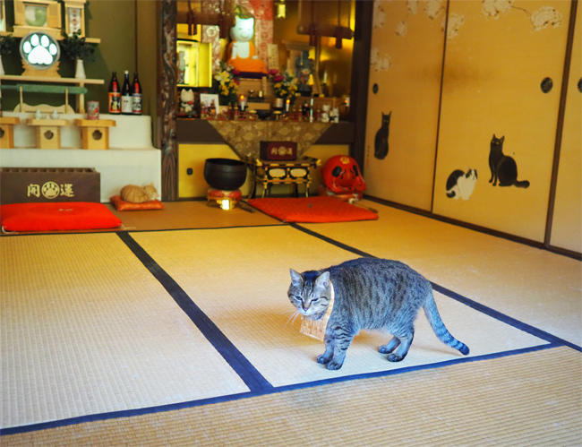 猫猫寺4404.jpg