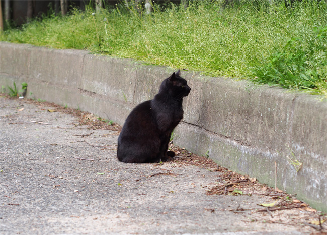 塀と猫さん442.jpg