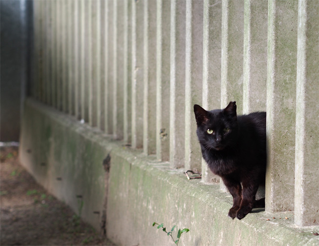 塀と猫さん444.jpg
