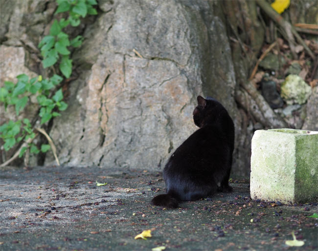 沖縄黒猫さん4446.jpg