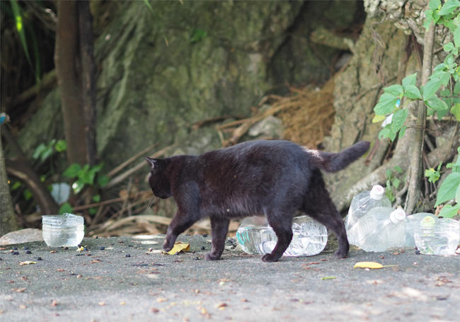 沖縄黒猫さん4449.jpg