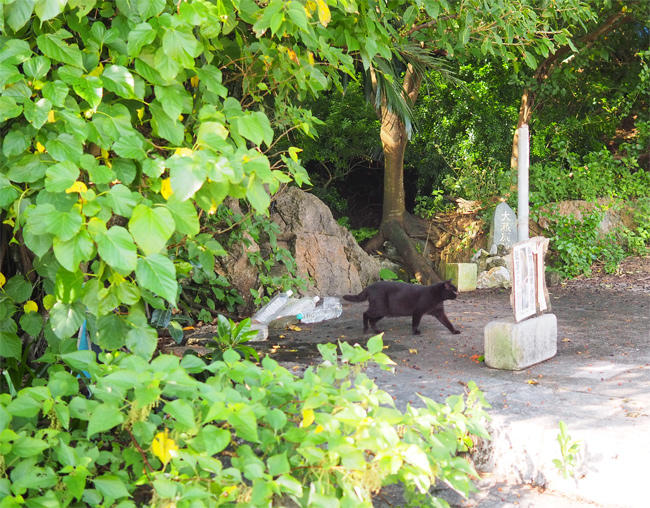 沖縄黒猫さん4452.jpg