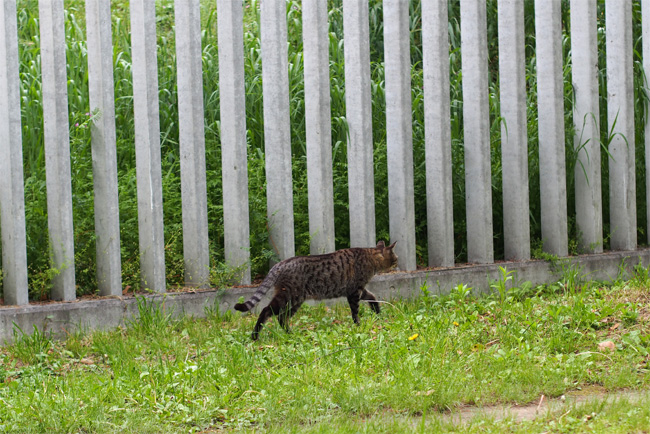 塀と猫さん446.jpg