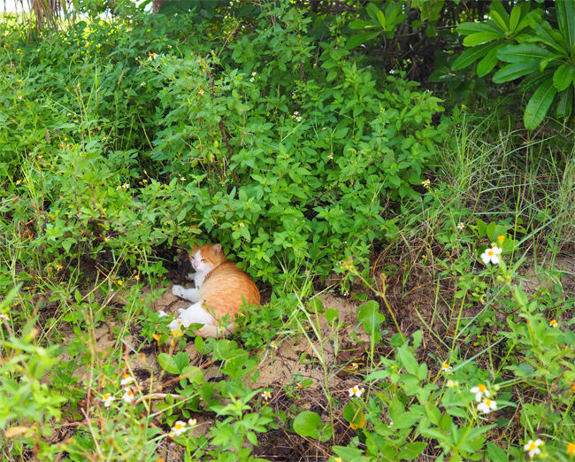 沖縄猫さん4463.jpg
