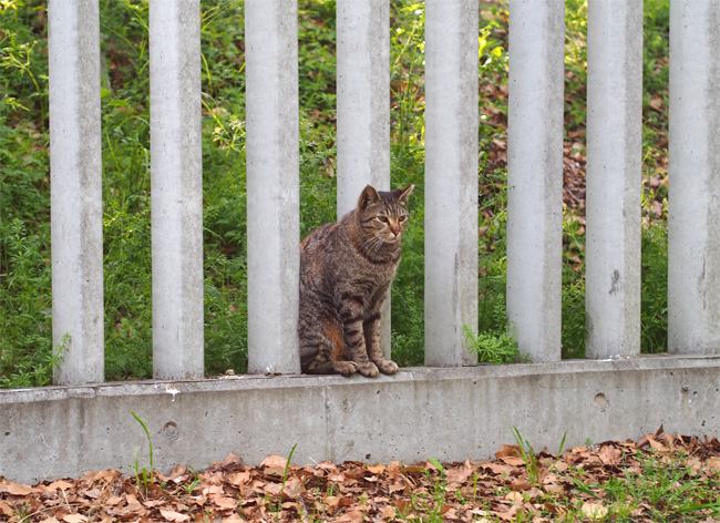 塀と猫さん447.jpg