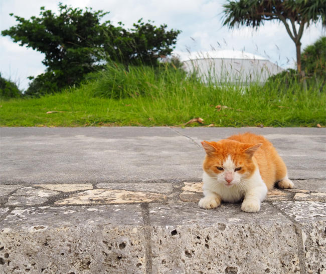 沖縄茶白猫さん4474.jpg