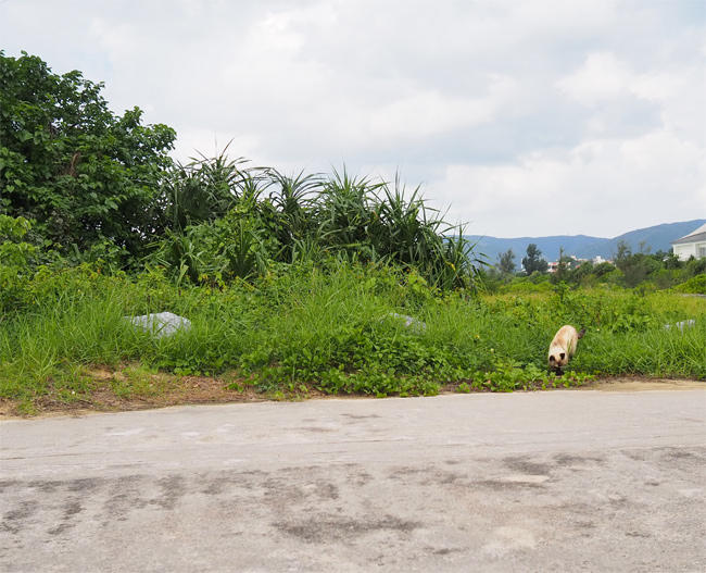 沖縄猫さん4477.jpg