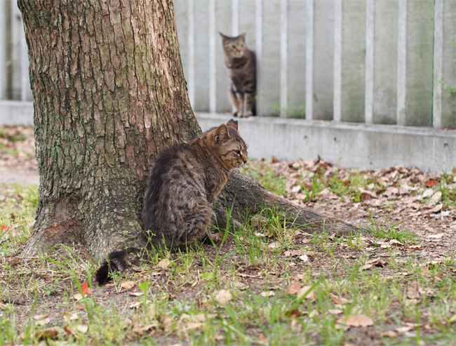 塀と猫さん448.jpg