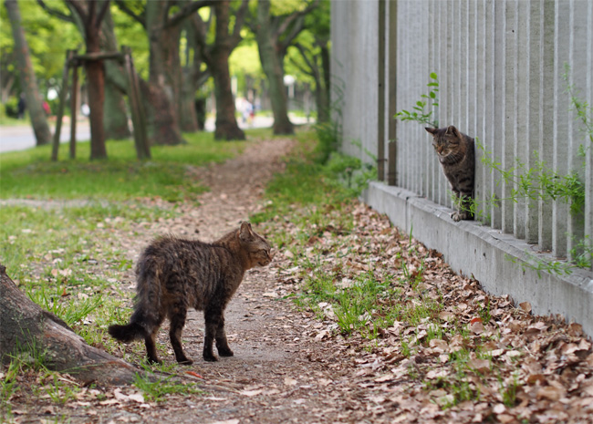 塀と猫さん449.jpg
