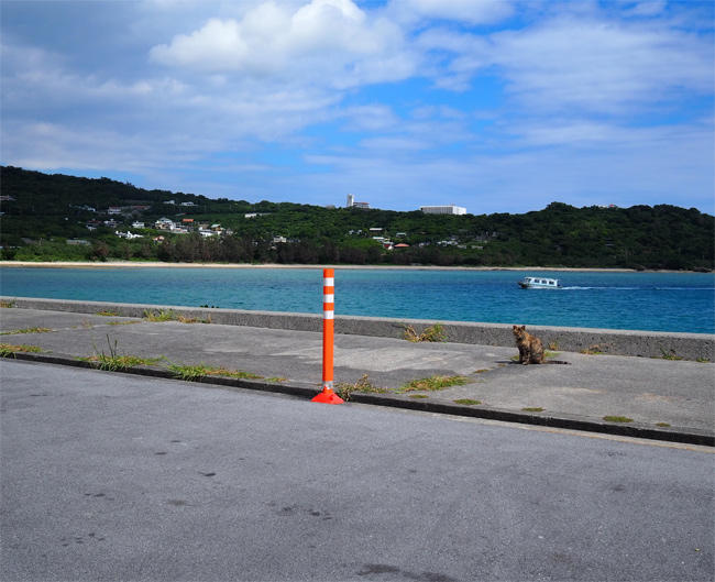 沖縄島猫さん4492.jpg
