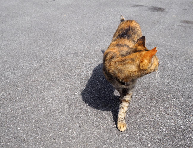 沖縄島猫さん4495.jpg