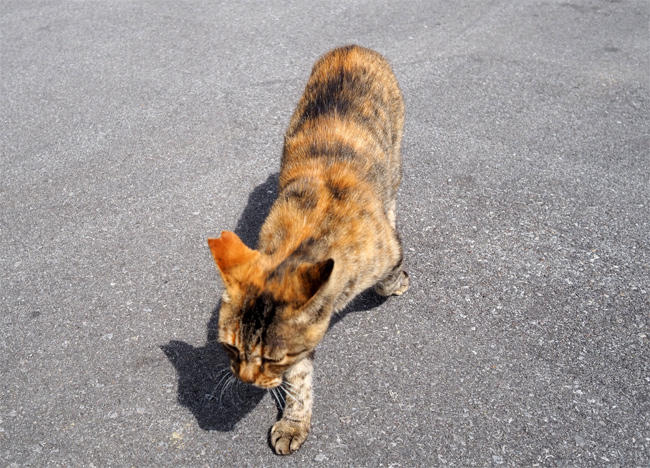 沖縄島猫さん4496.jpg
