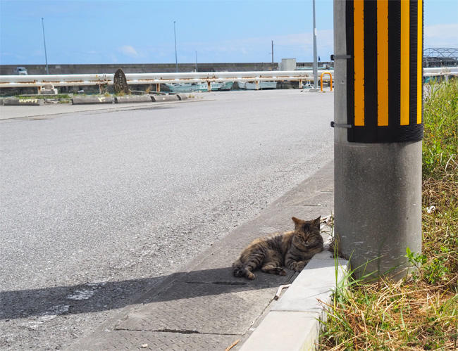 島猫さん4504.jpg